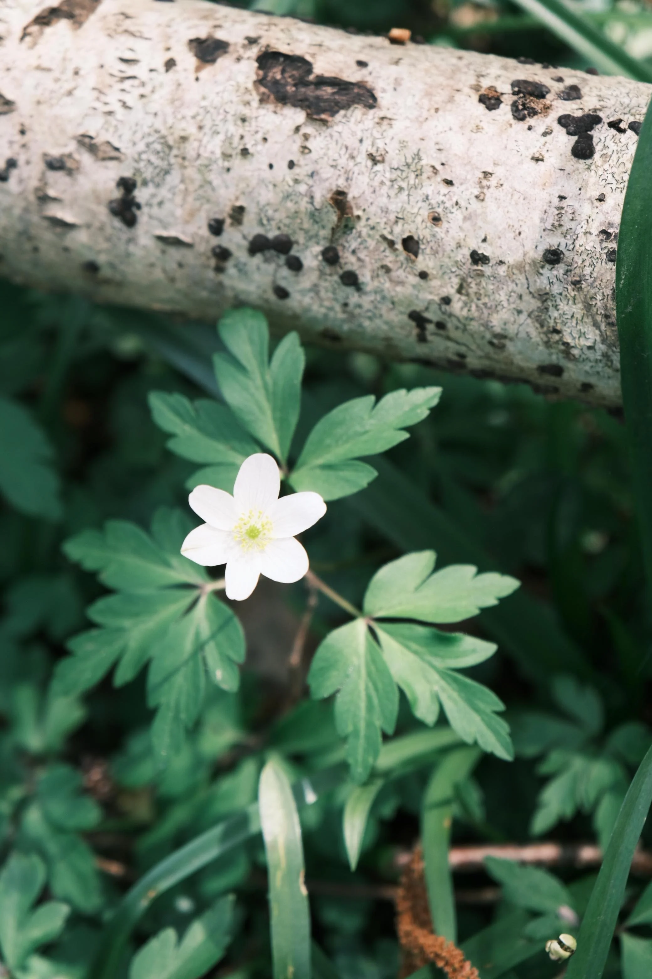 Ecological restoration in spring: quick wins for biodiversity on your land