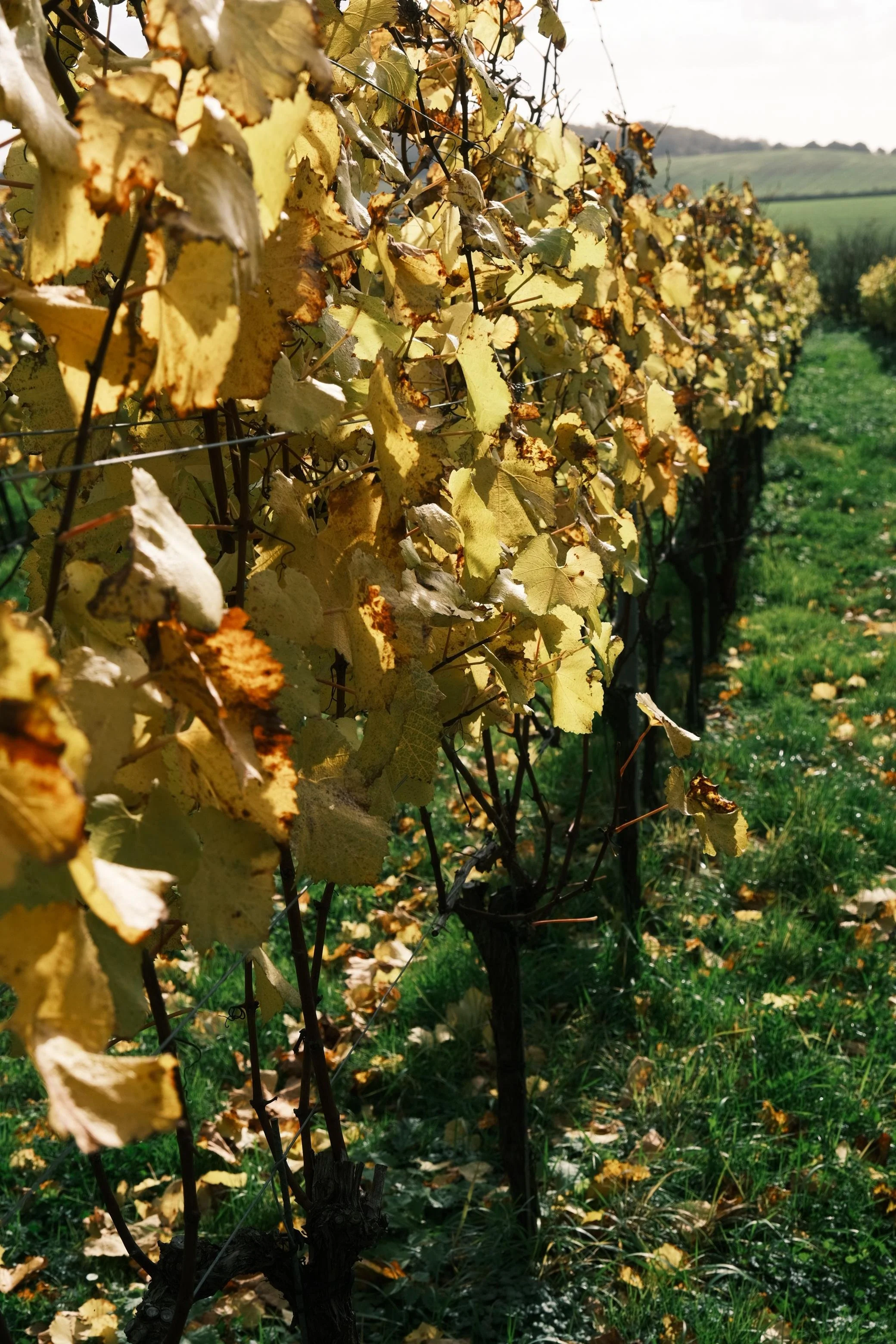 WhatsApp Image 2025-12-17 at 16.11.40 (19).jpeg