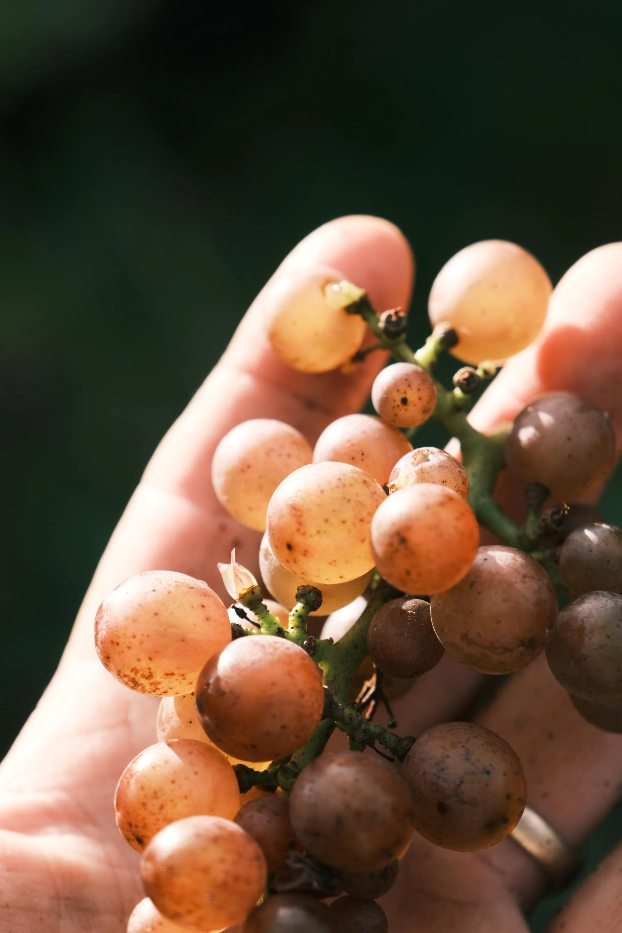 WhatsApp Image 2025-12-17 at 16.11.40 (17).jpeg