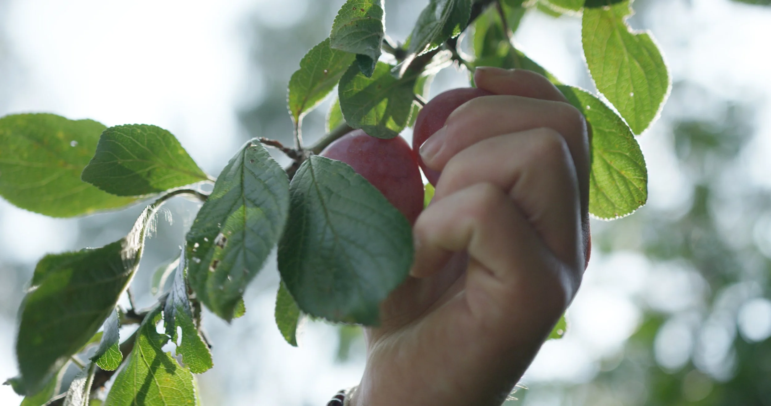 RED Selects - 4K.03_56_54_20.Still180.jpg