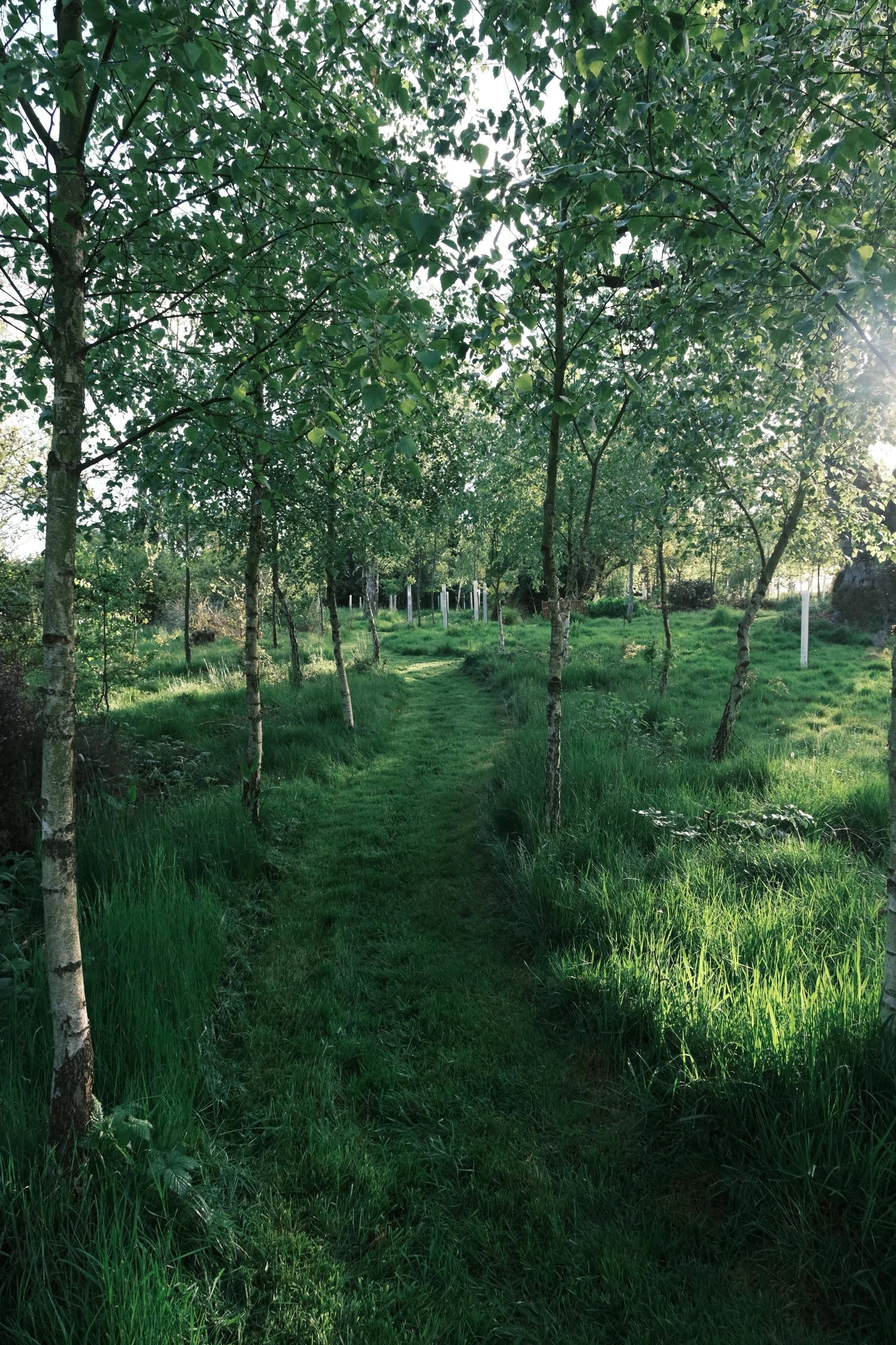 Birch pathway.jpg
