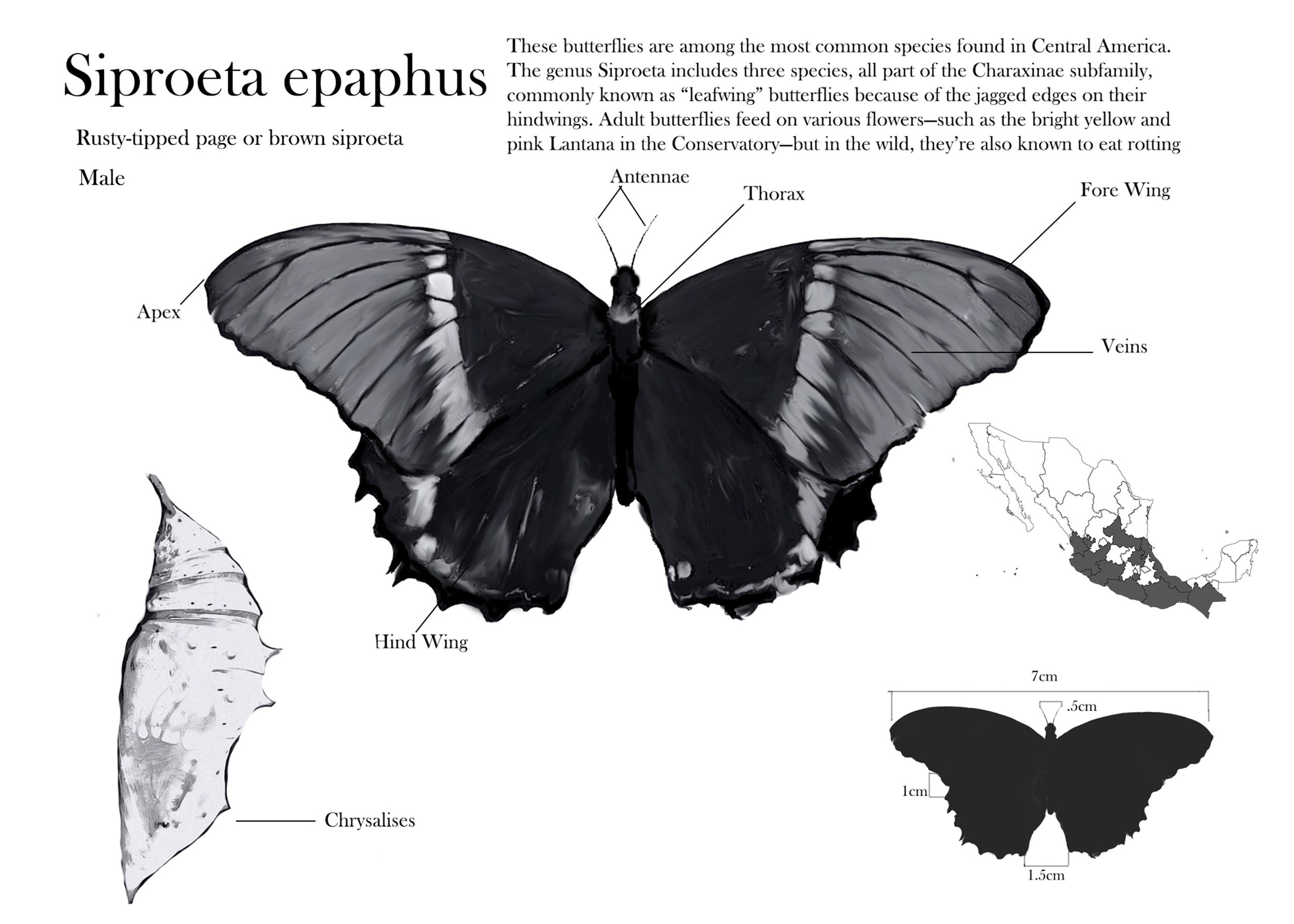 Isabel_Palmer_EntomologyIllustration_Final_NATSCI25 (1).jpg