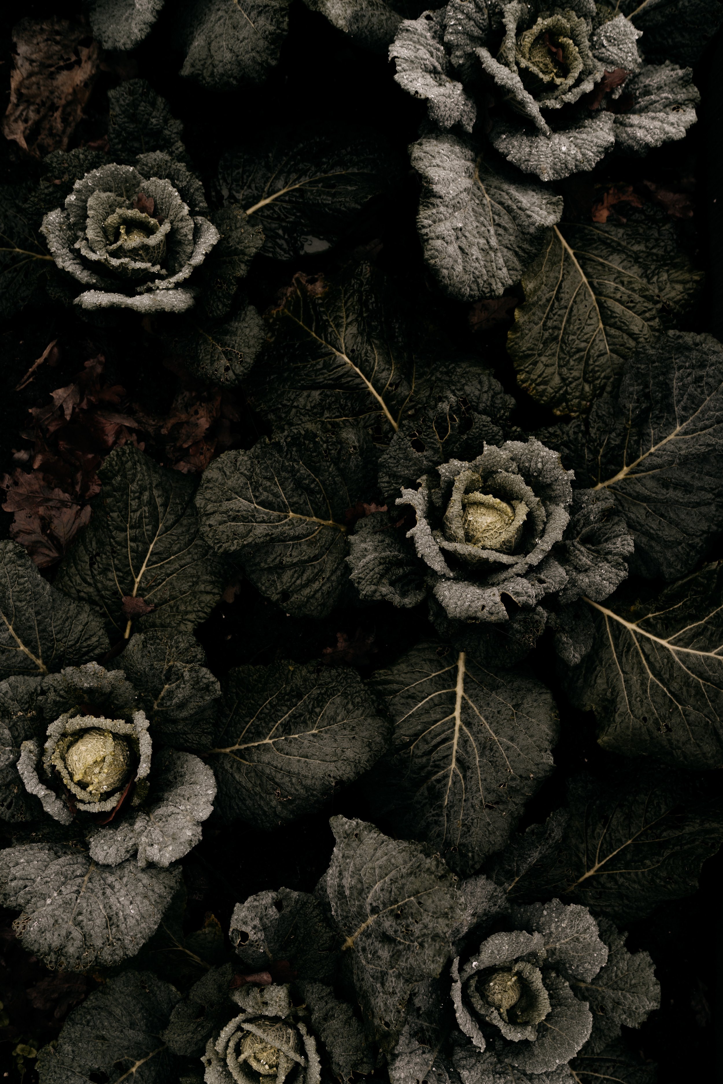 20251126 - Bistro lof - © Chantal Arnts-18.jpg