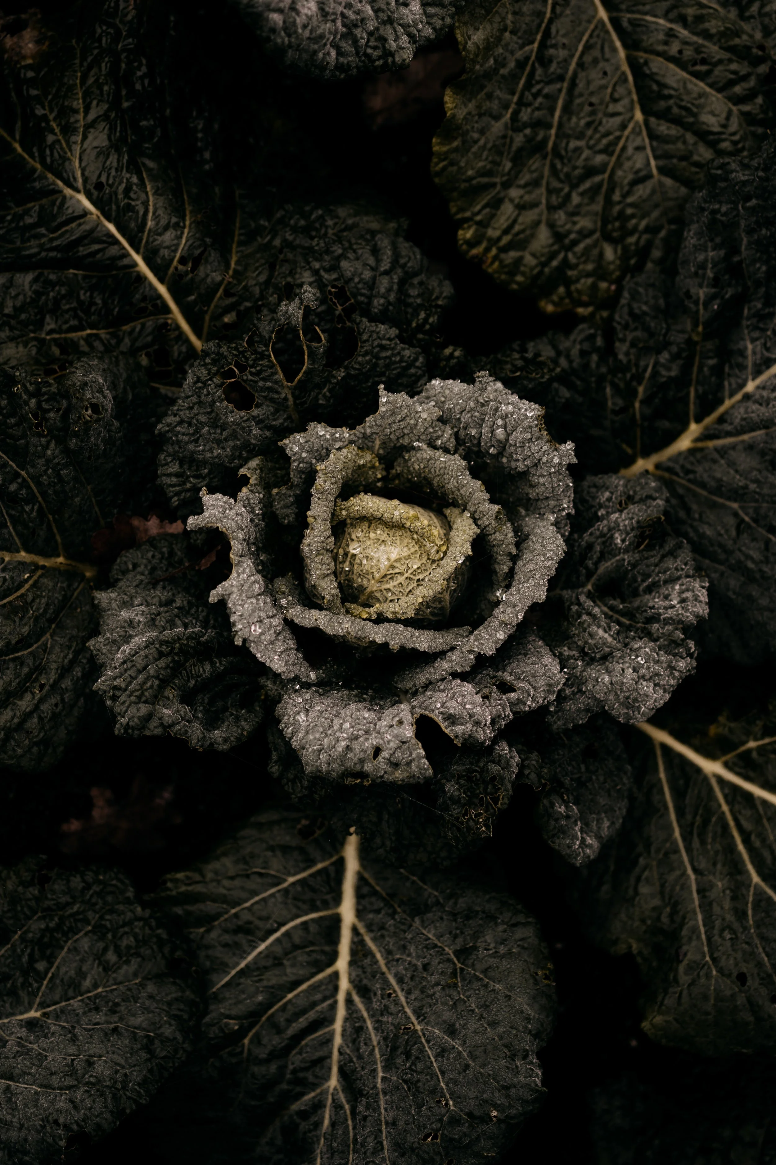 20251126 - Bistro lof - © Chantal Arnts-15.jpg