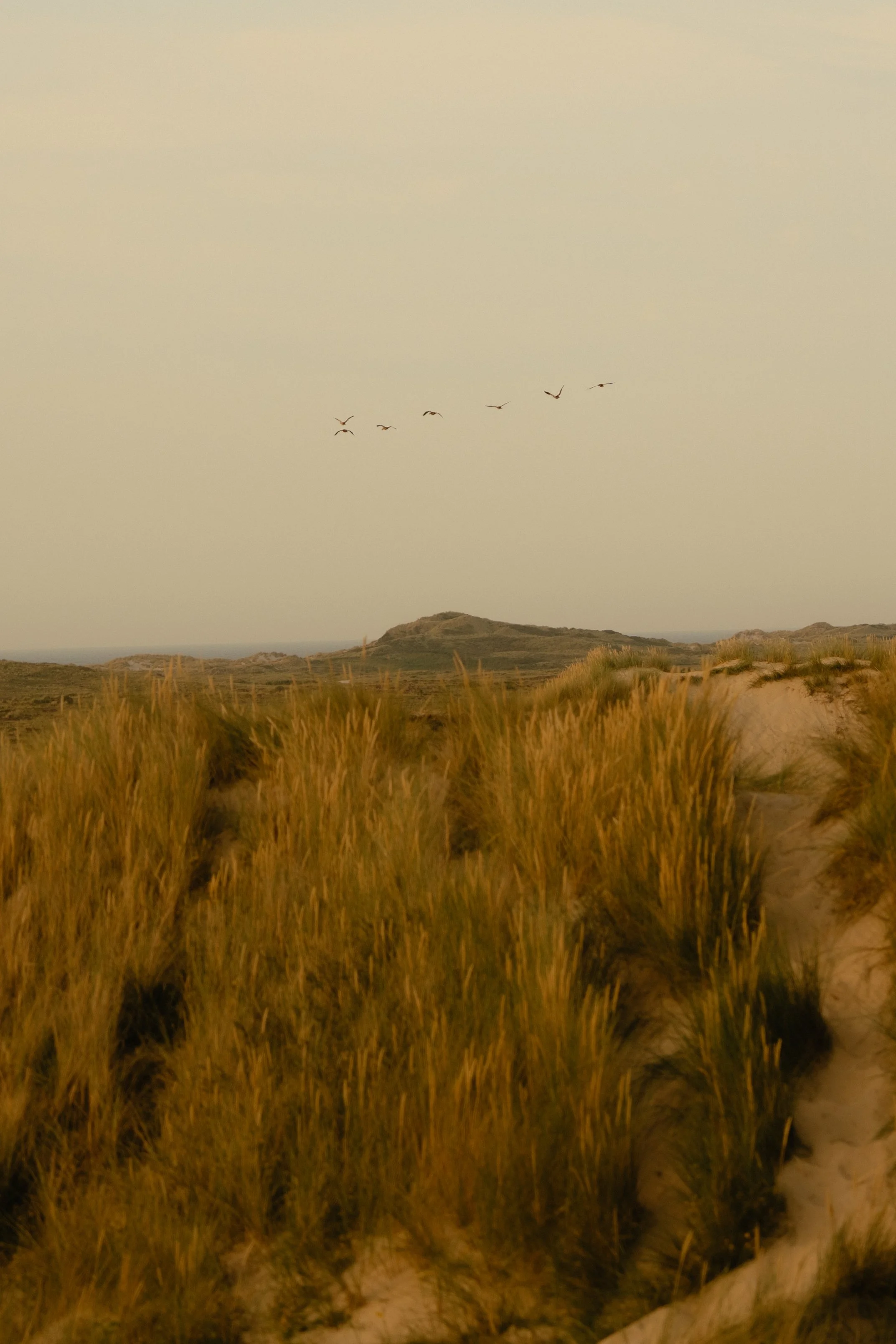 20250811 - Duun Terschelling - © Chantal Arnts-45.jpg