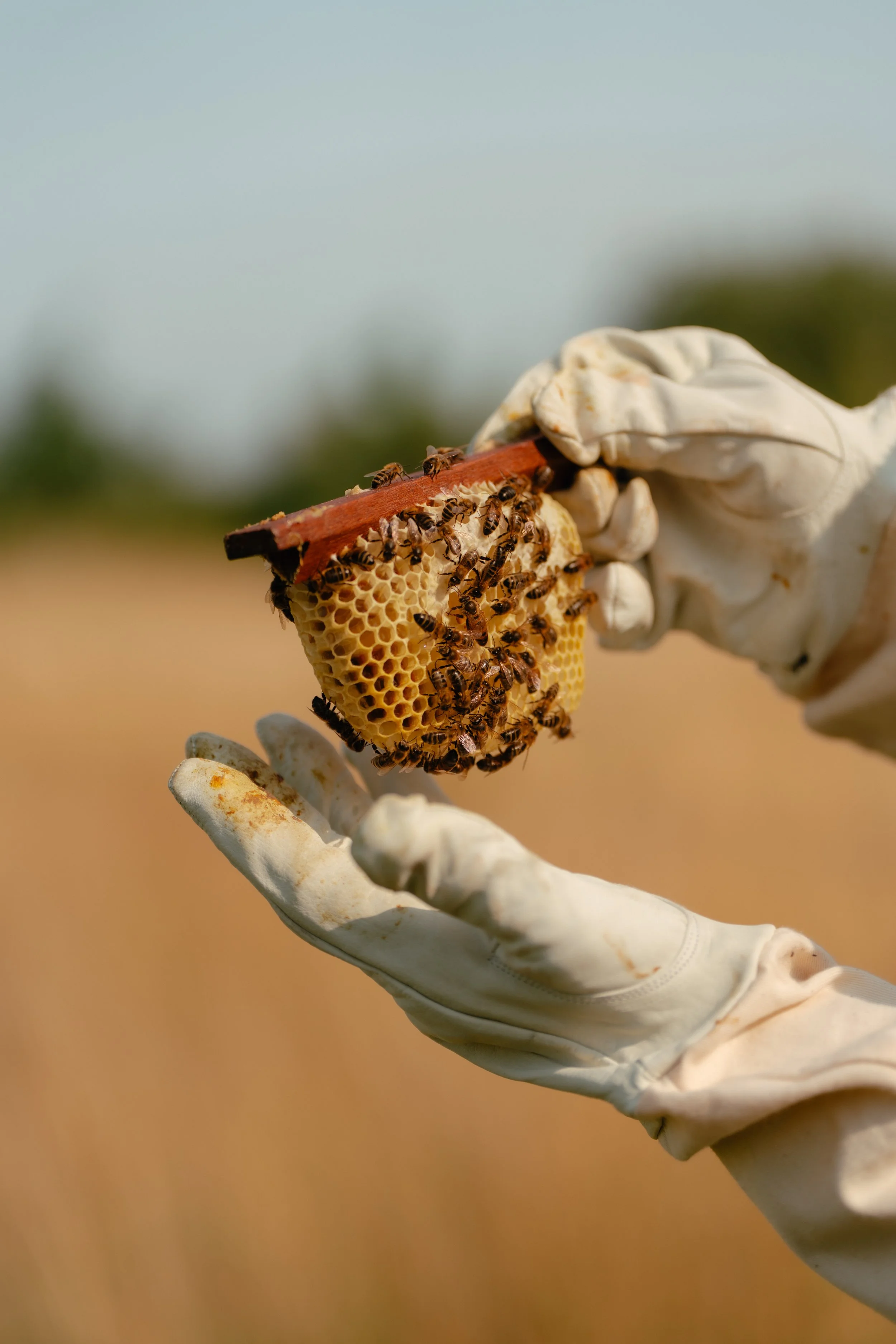 20250811 - Duun Terschelling - © Chantal Arnts-209.jpg