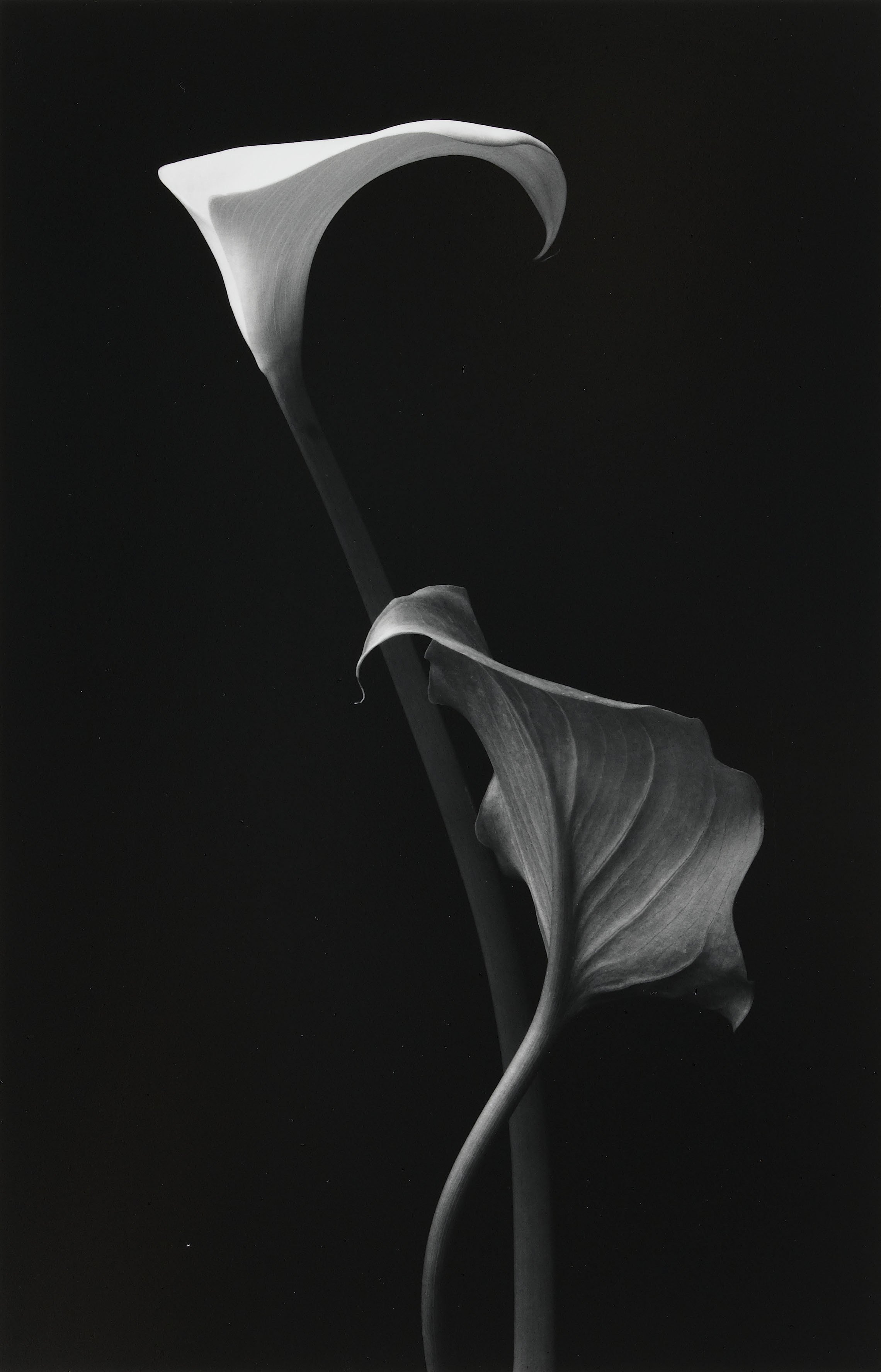Photographs Lilies Carla Lily No 1, Carmel. Silver gelatin by Robert Osborne