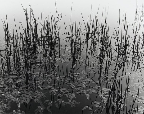 Lake fine art photograph Reeds in Jenks Lake, San Bernardino National Forest by Steve Harris