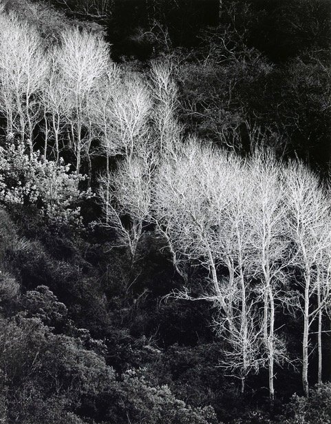 Frameable Print of Alder Trees, Big Sur 1964 by Henry Gilpin