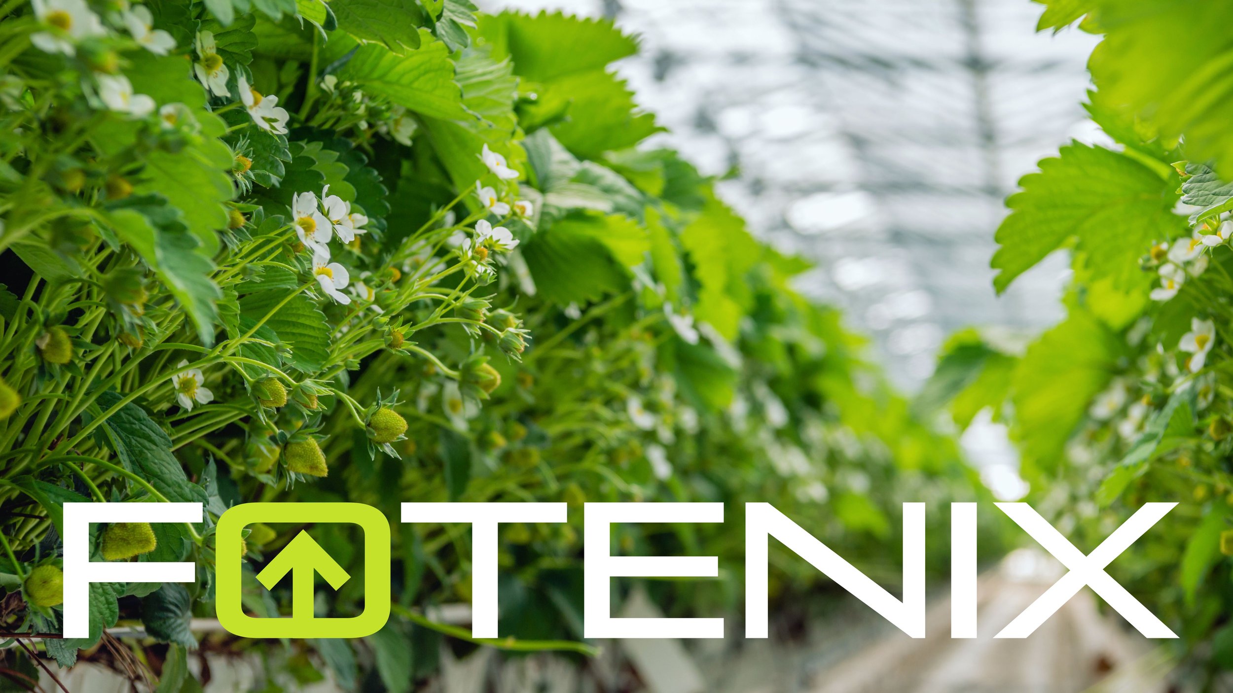 Premium visual identity and brand architecture for Fotenix, advanced crop analysis and innovative agri-tech business.