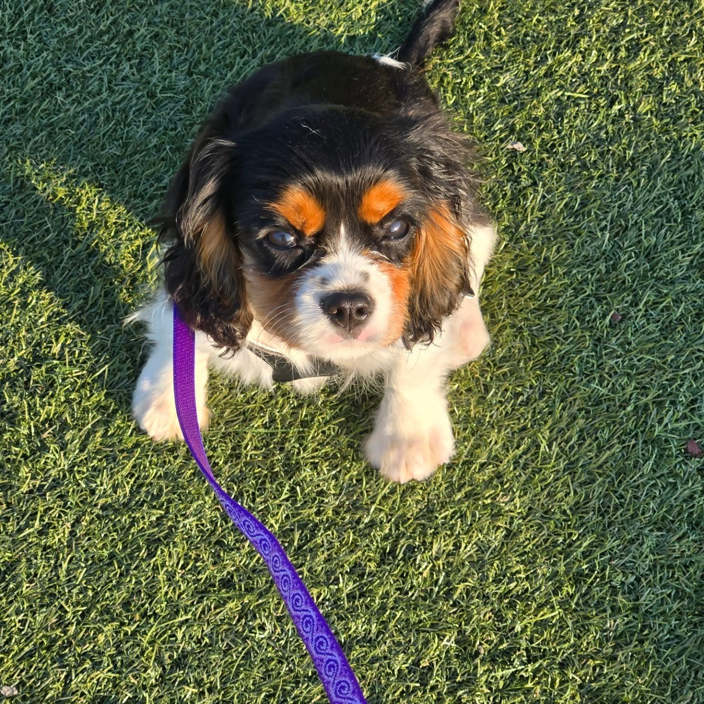 This is Vir, fka Preston, on his first morning walkies!!

@cavaliersbycrumley produced this little goober who is already spoilt.
