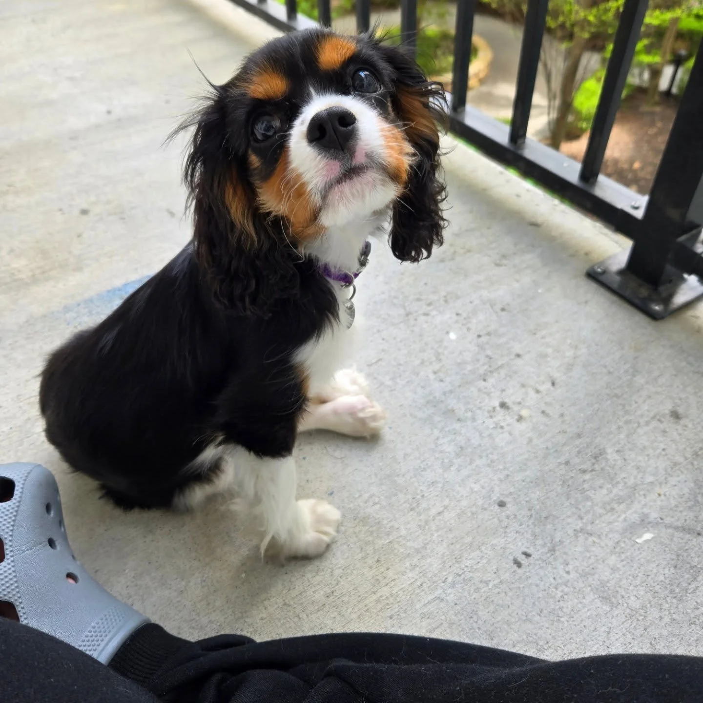 Vir loves to hang out on our patio. Once I'm back at work we'll get it all set up to be a nice safe place where he can go chill on his own.