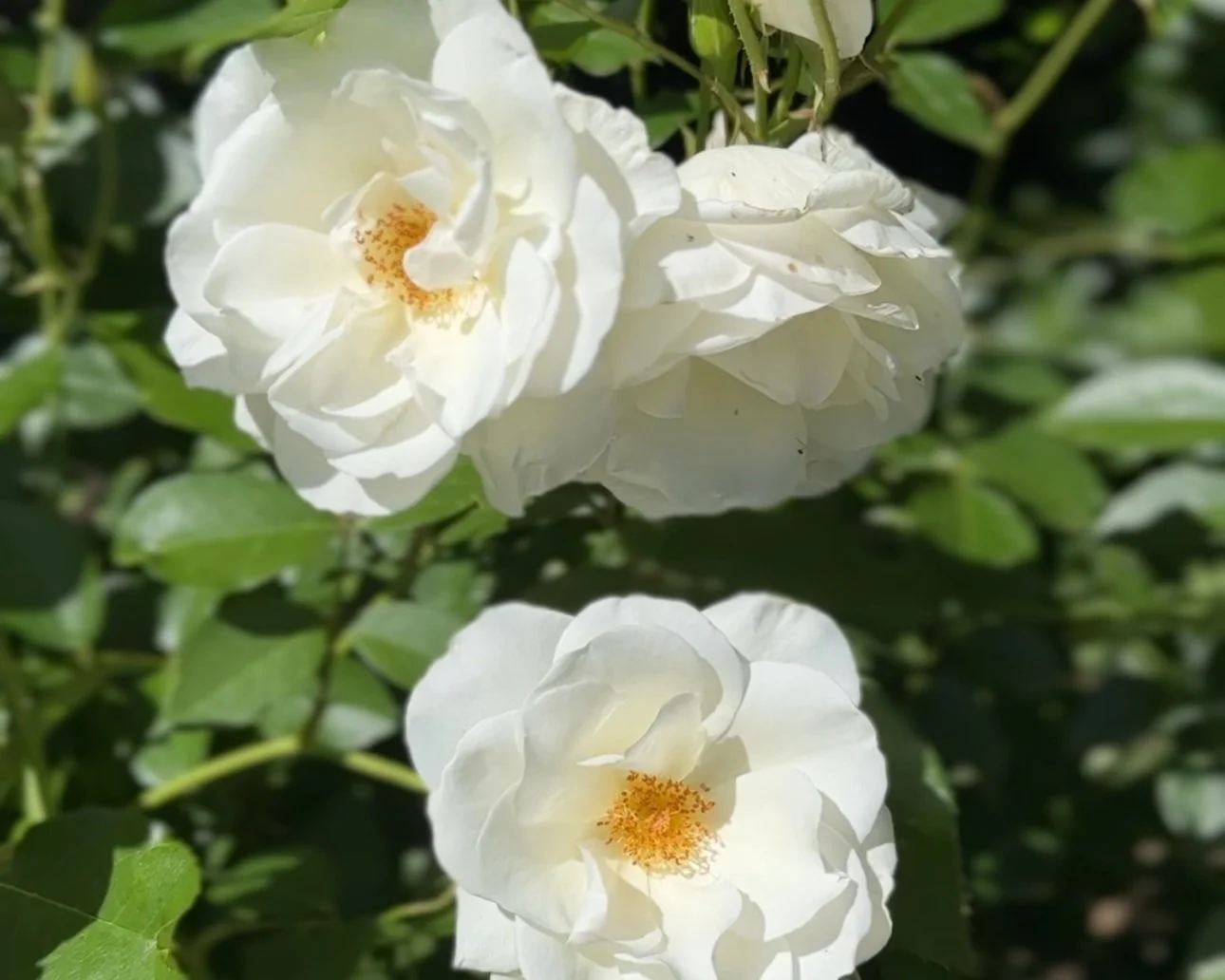 How to Eliminate Aphids on Roses