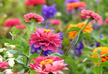 July Garden Tour 