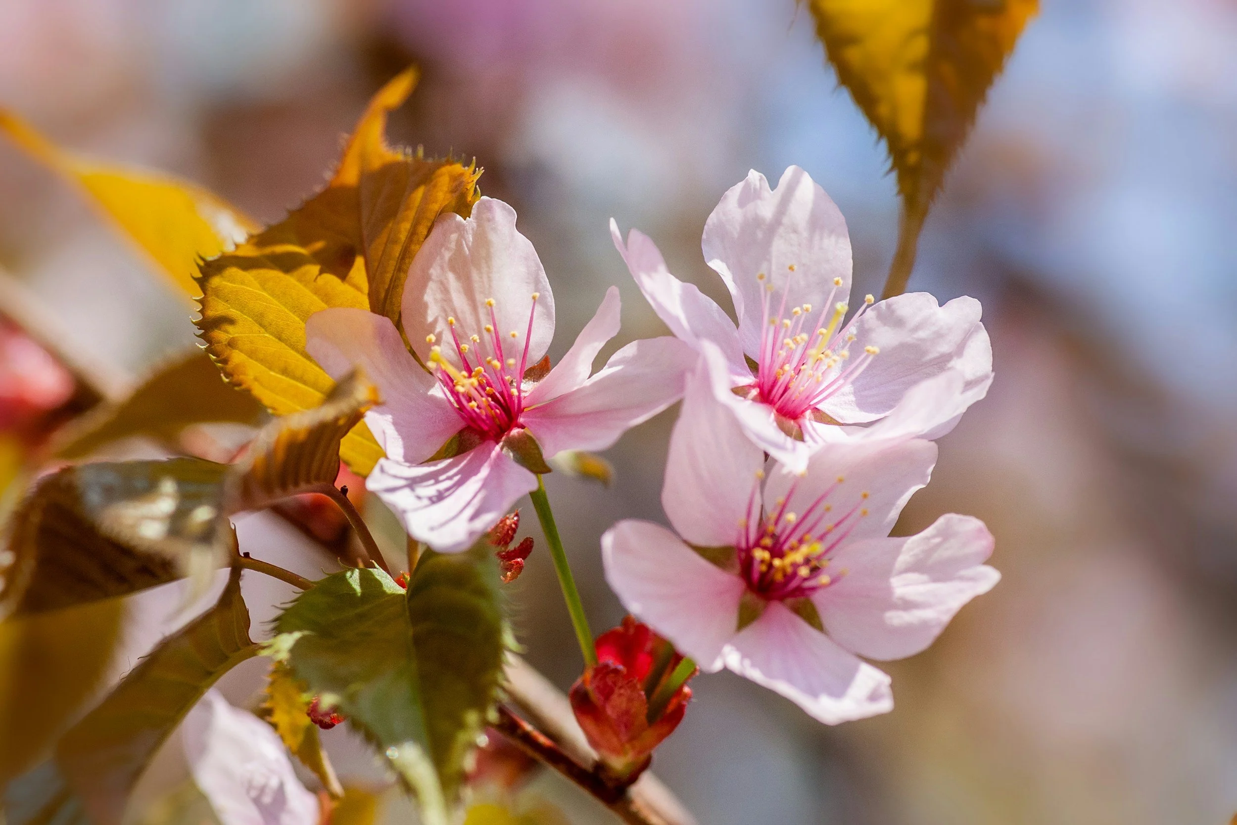 Spring Blooms &amp; Backyard Gardening |Video
