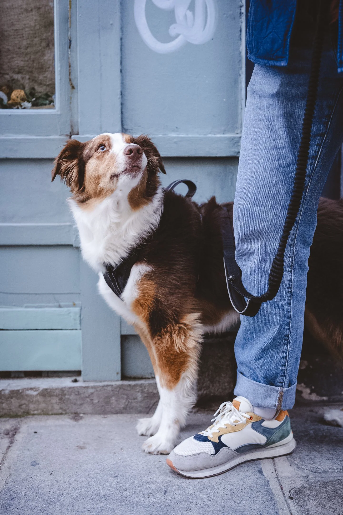 A dog with a brown and white coat looking up at a person standing next to it. The person is wearing jeans, a dark jacket, and sneakers, and is holding a leash connected to the dog. The background shows a light blue door and some ground surface.