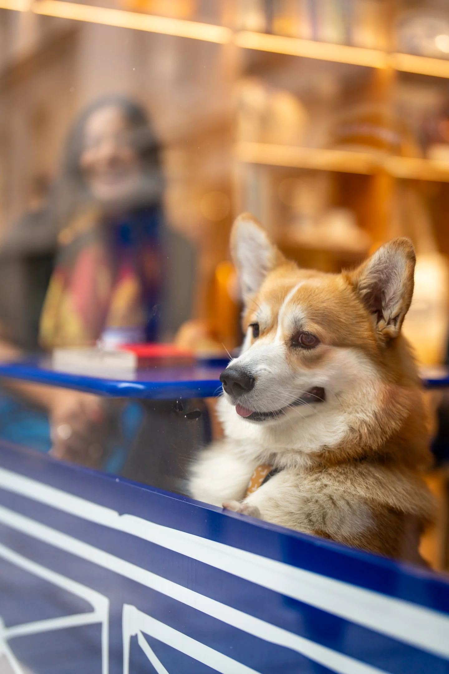 Close-up of a dog with tan and white fur, lying on a surface, with large ears, looking intently at something off-camera, behind a glass display case at a pet store or similar location.