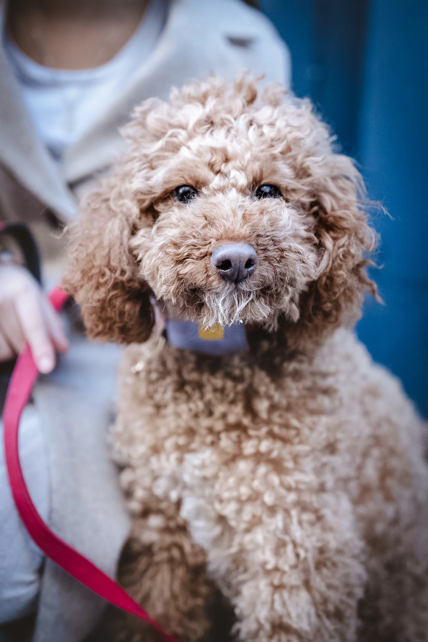 A fluffy brown poodle dog with dark eyes and a black nose, sitting on a gray surface with a pink leash visible nearby.