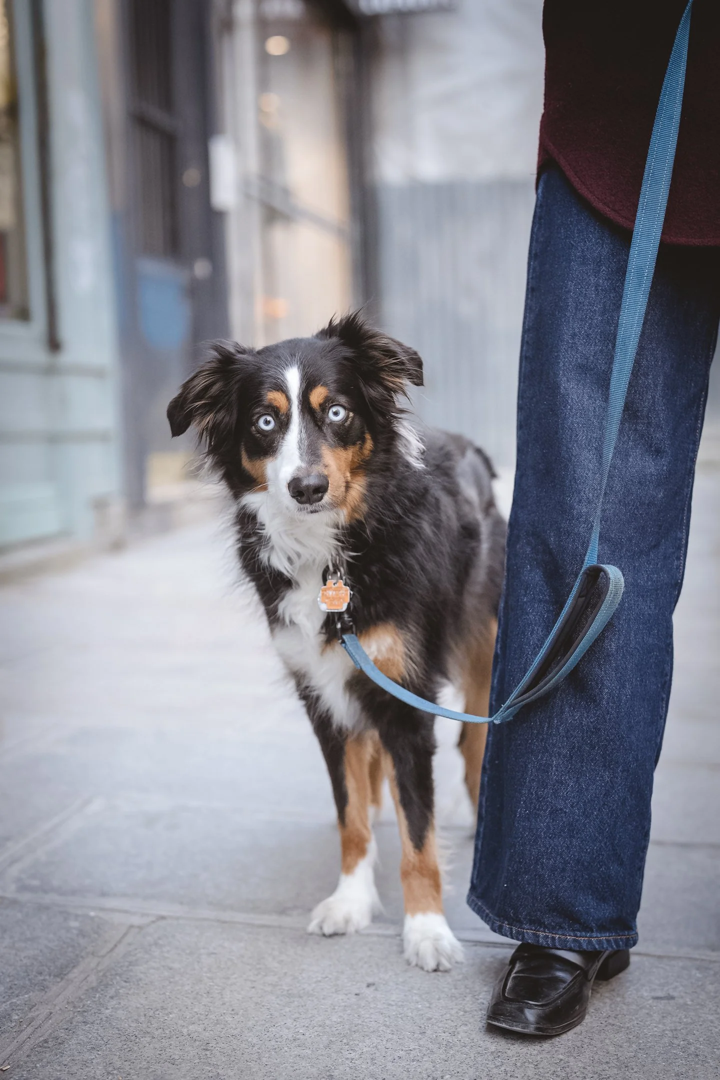 A dog with blue eyes standing on a sidewalk, next to a person's leg dressed in jeans and a burgundy jacket. The dog is wearing a collar and leash, and looks directly at the camera.