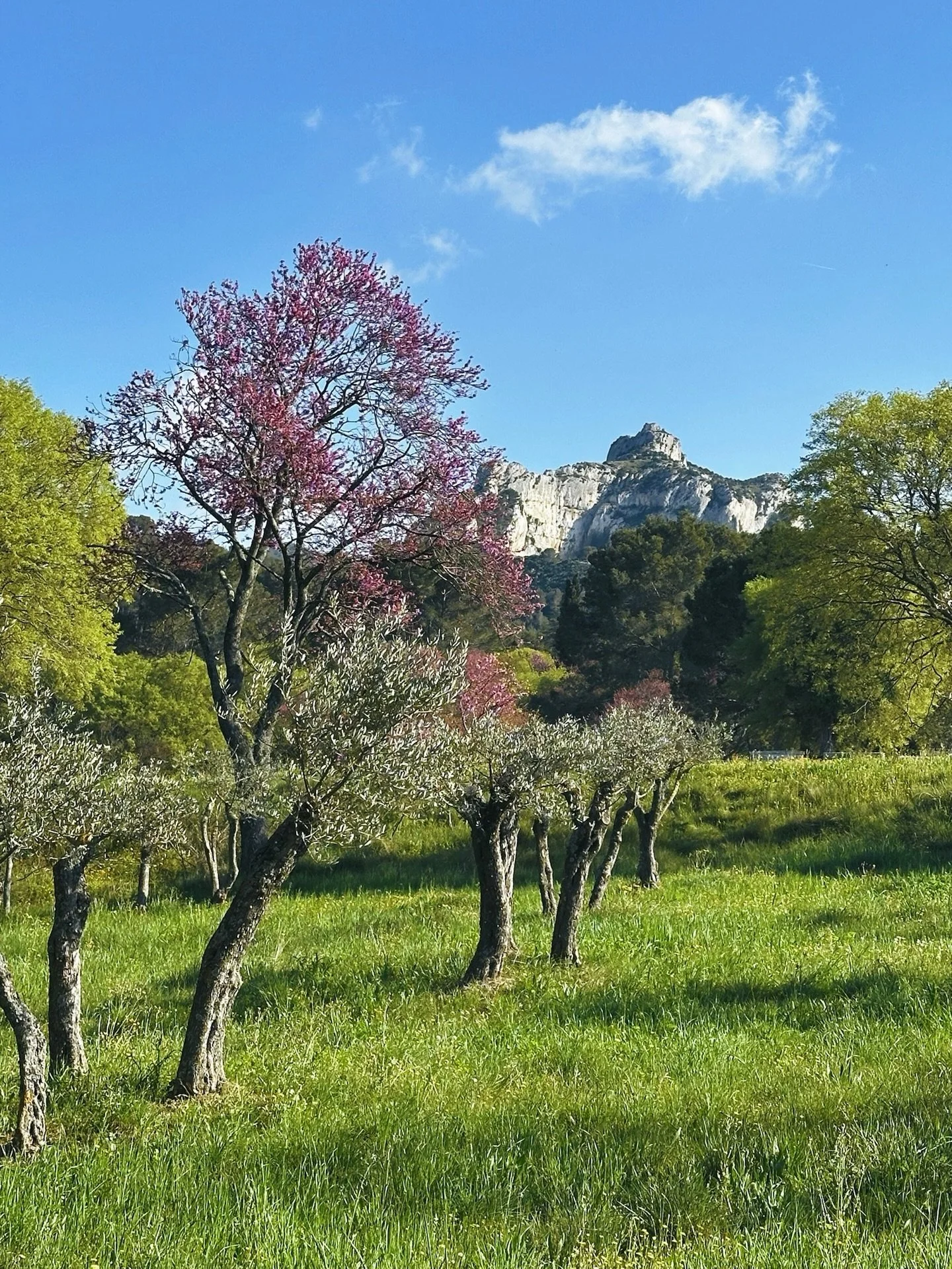 April in Provence ☀️

Mornings begin at the markets in Aix-en-Provence, followed by long lunches in the shade of the plane trees and scenic drives through the Alpilles Mountains. In Saint-R&eacute;my-de-Provence, where Vincent van Gogh once lived, th