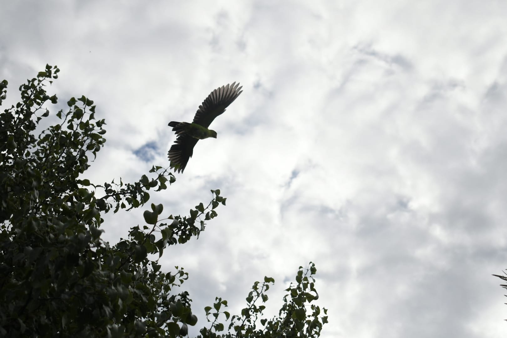A bird flying in the cloudy sky above green tree foliage.