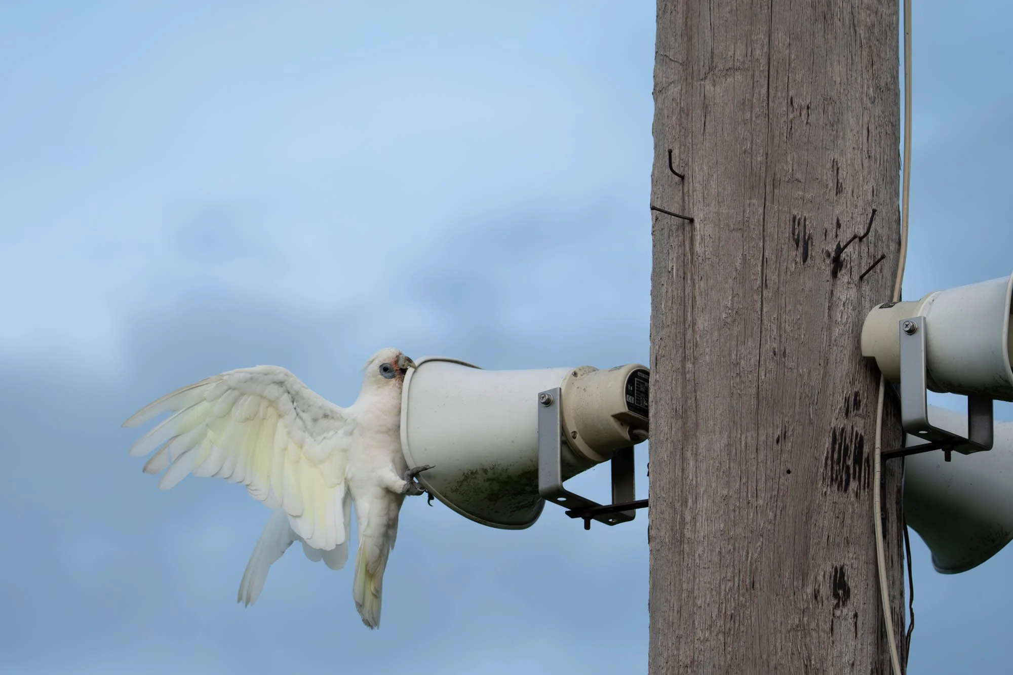 Corellas-16.jpg