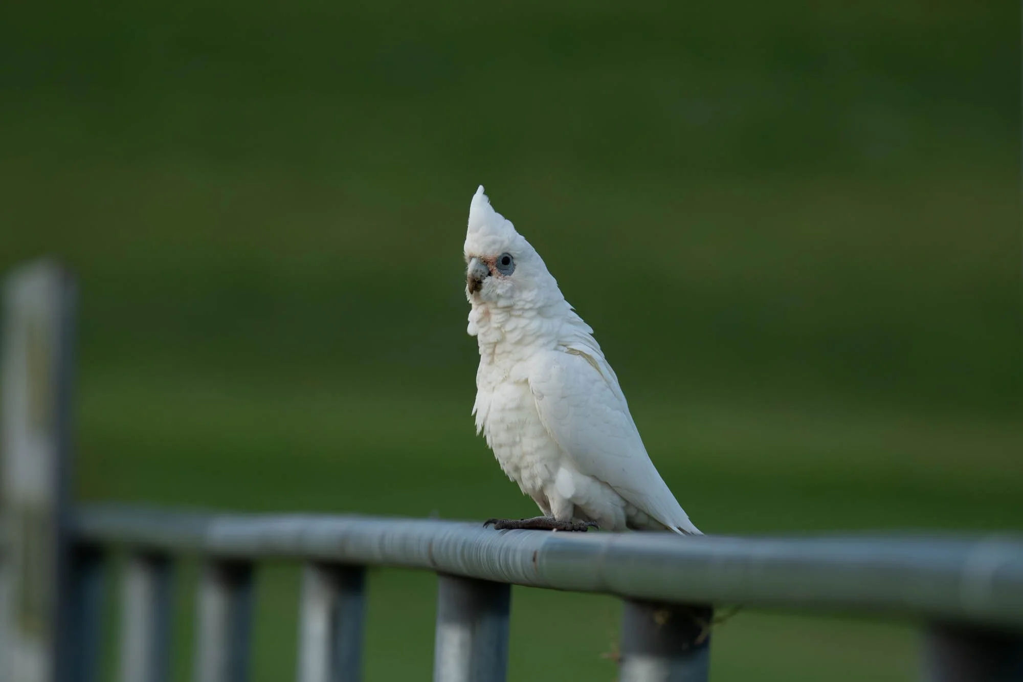 Corellas-27.jpg