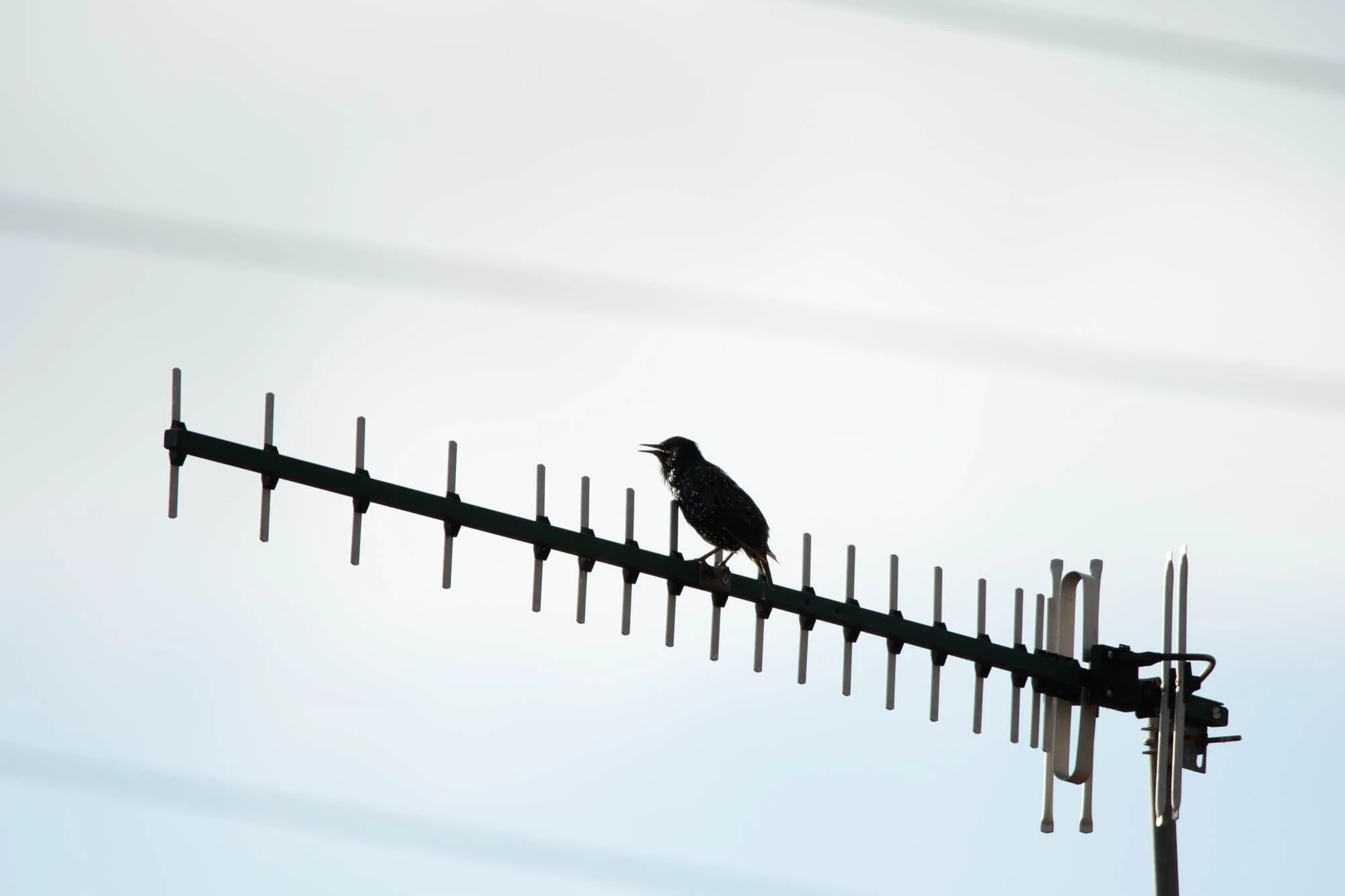 A bird perched on a television antenna against a cloudy sky.