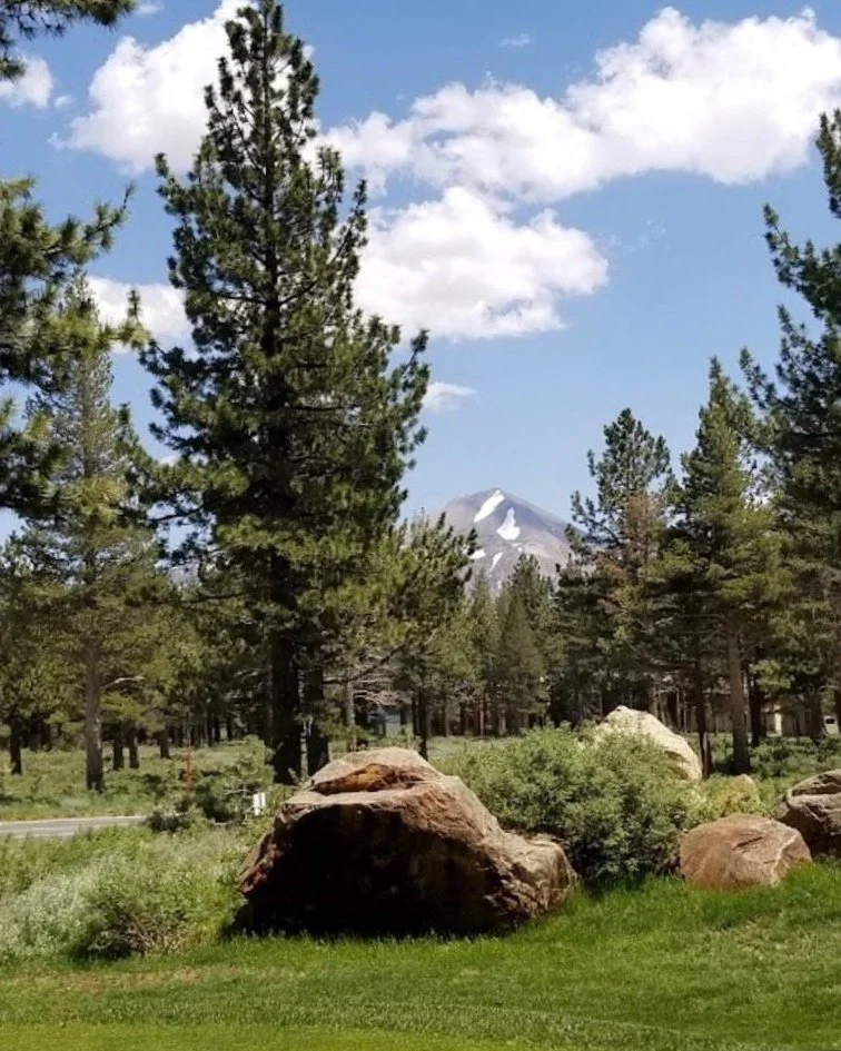 A scenic outdoor landscape with tall pine trees, large rocks, and a distant snow-capped mountain under a partly cloudy blue sky.