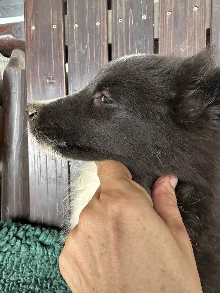 A person holds a black puppy's head close to their face, with the puppy's nose touching a wooden surface. The background shows a wooden fence or wall.