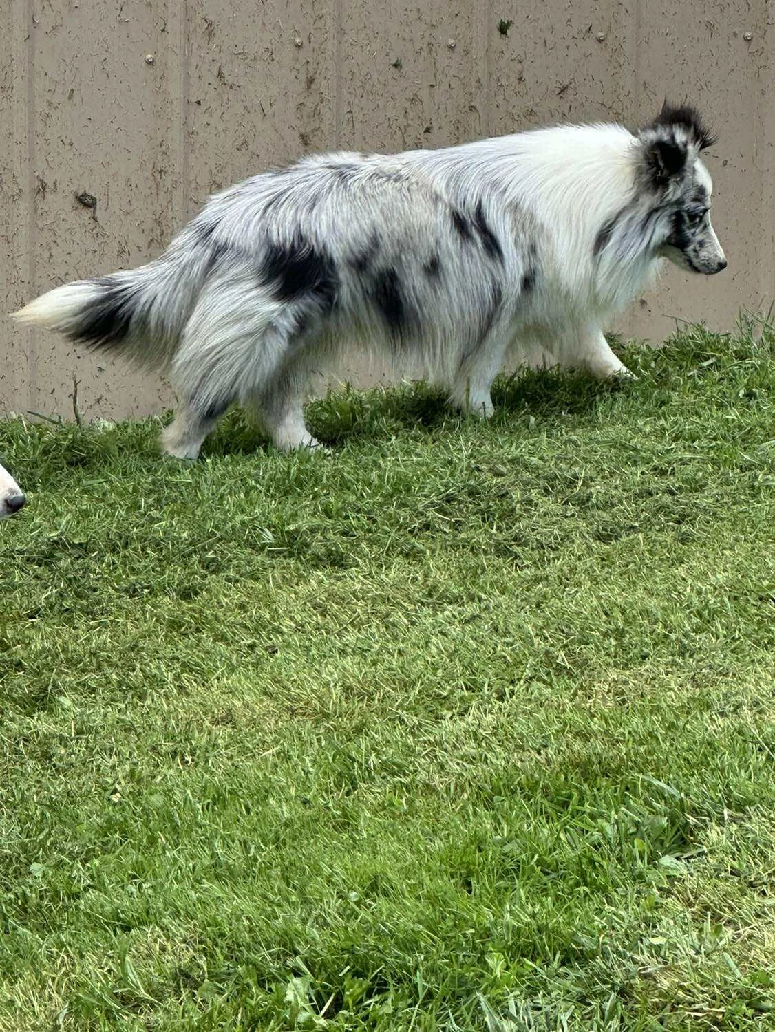 Shetland Sheepdog with white and black fur walking on grass