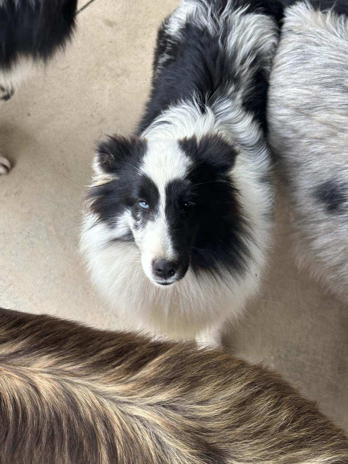 A black and white Shetland Sheepdog with one blue eye, looking up.