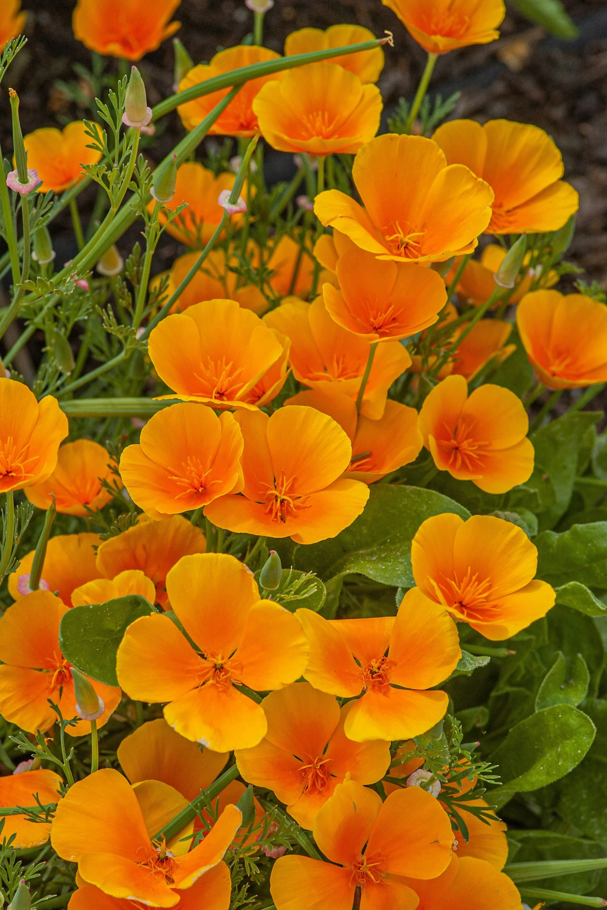 Natural pain relief in perimenopause and menopause: herbs, PEA and nutrients - Part 2 of a two-part series