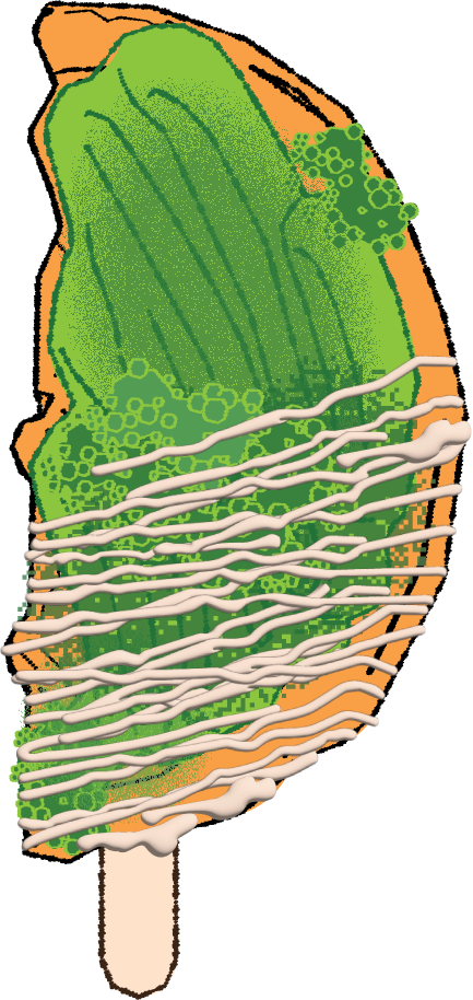 A diagram of a jalapeño pepper with an illustration of its cross-section, showing the internal seeds and membrane, with a seedling next to it.