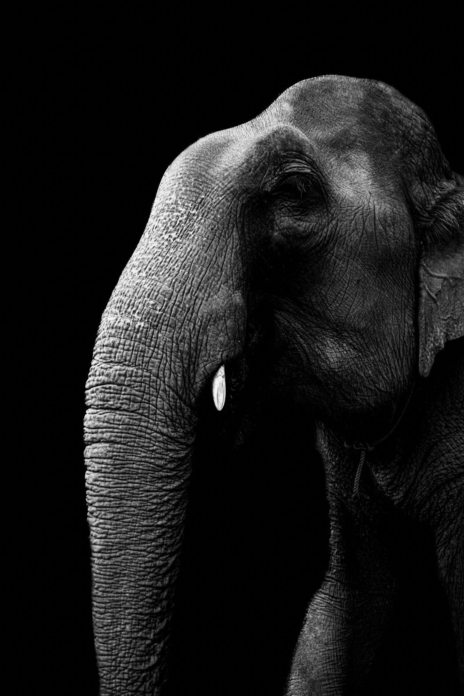 2023_Elephants-19.jpg
