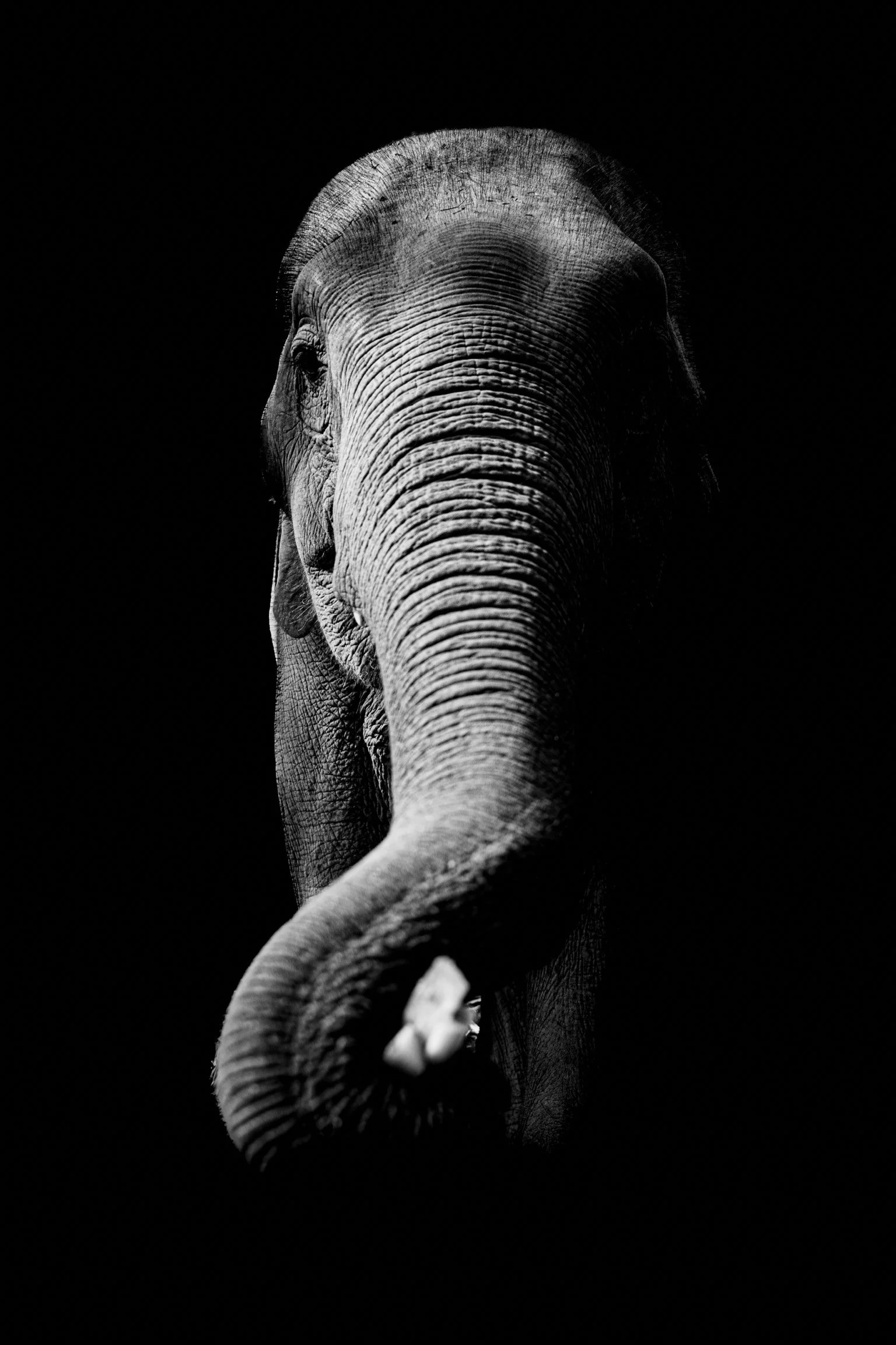 2023_Elephants-11.jpg