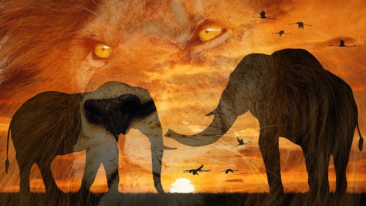 “Serengeti” Three Series of Six Programmes each for BBC/Discovery 2019/2023