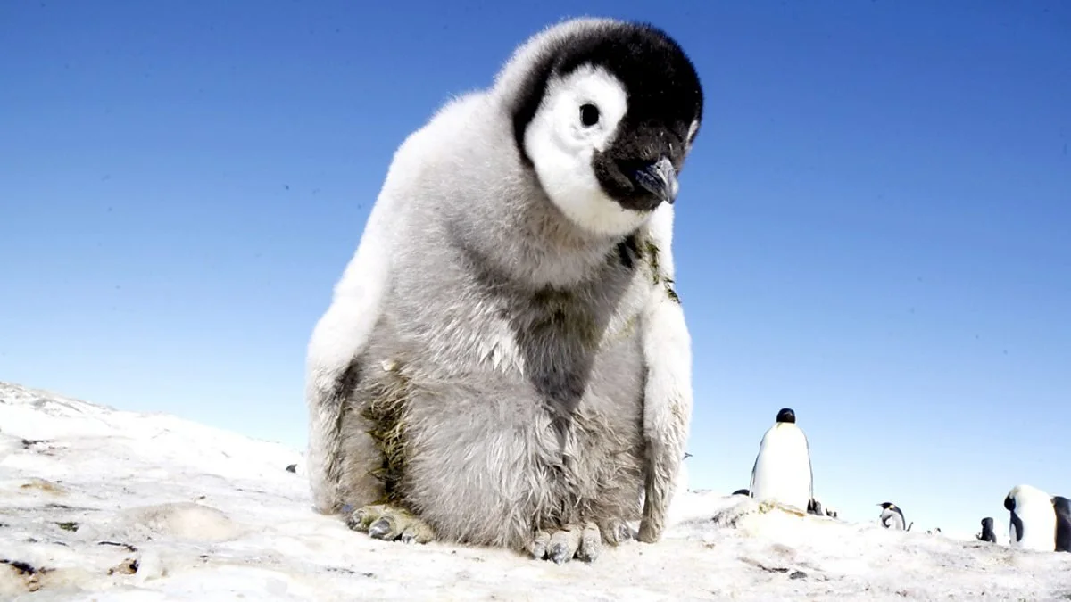 “Penguins – Spy in the Huddle” Three Programmes BBC/Discovery 2013