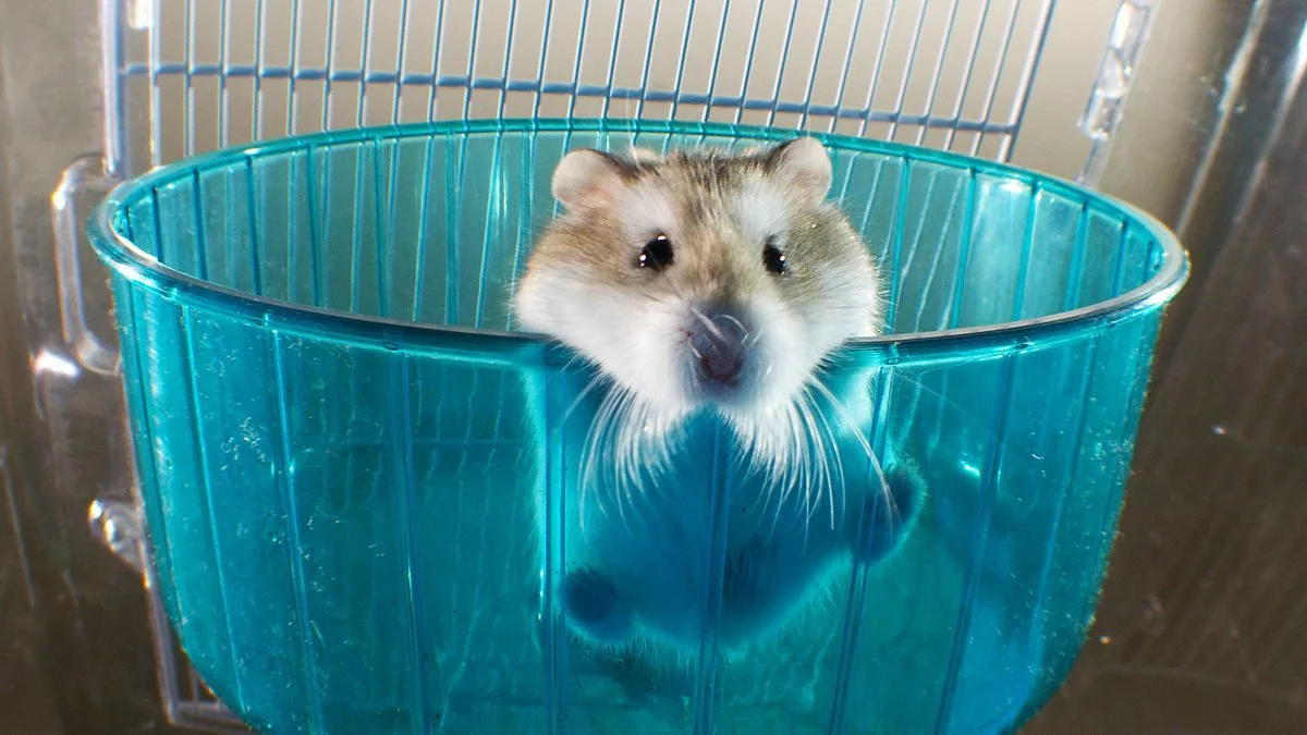 “Pets – Wild at Heart” Two Programmes BBC/PBS 2015