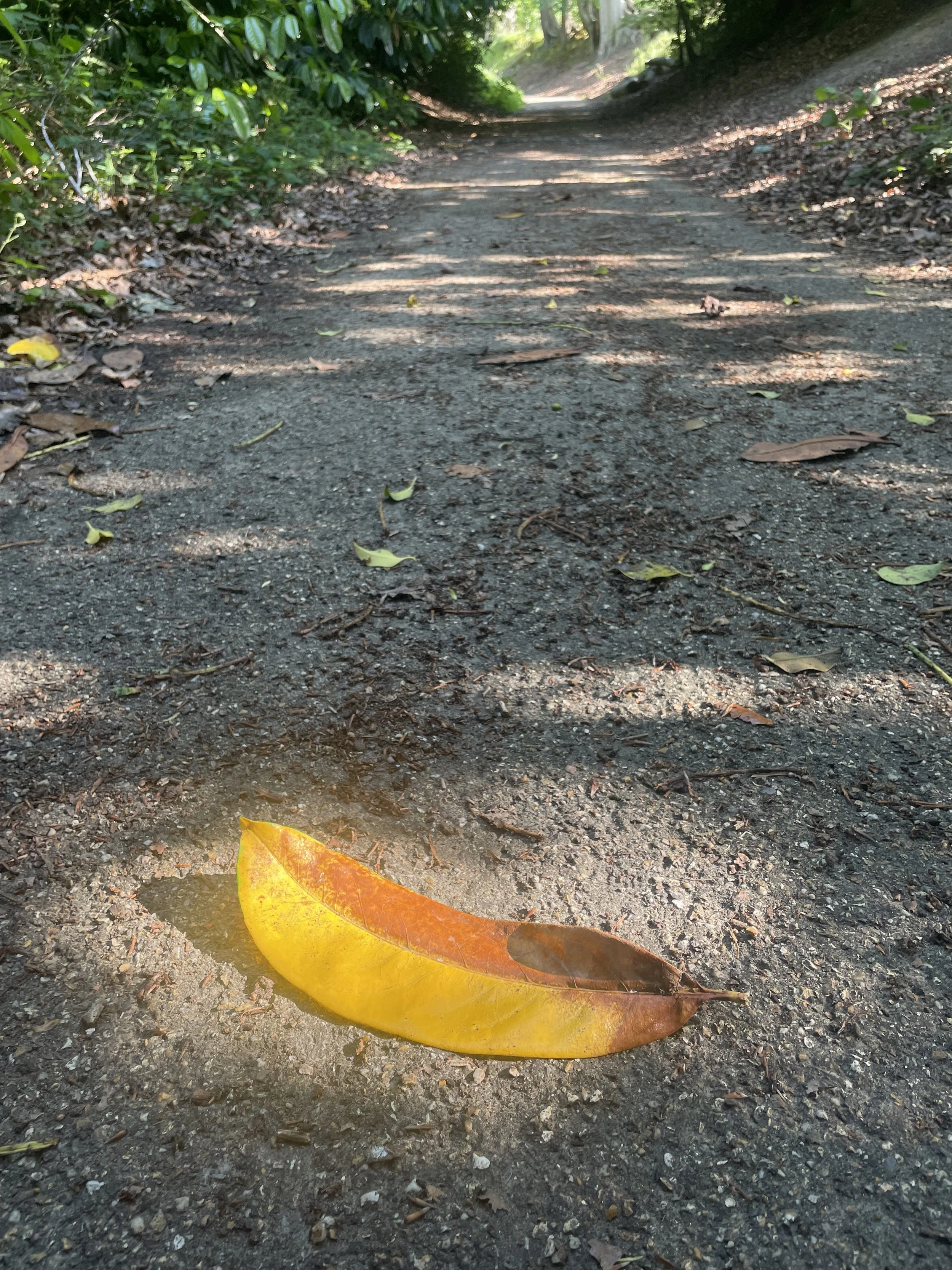 Cross, Martyrdom and Mission