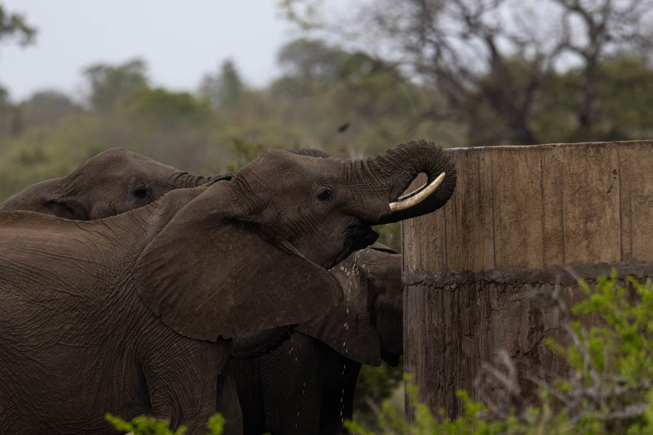 Manne Naweek-4606.jpg