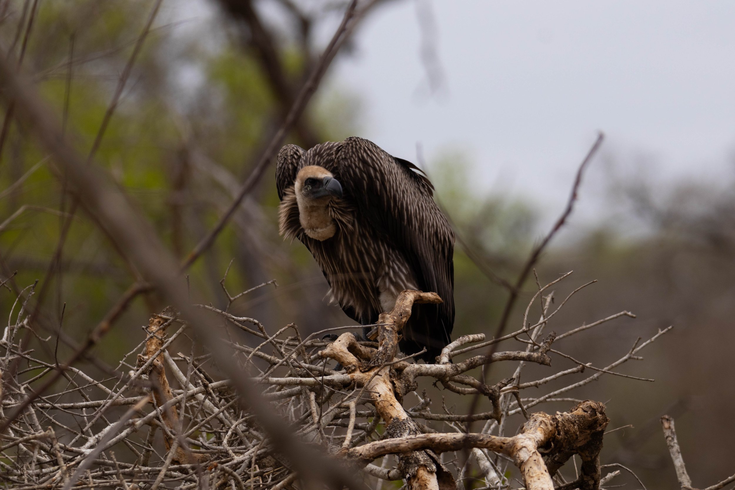 Manne Naweek-4575.jpg