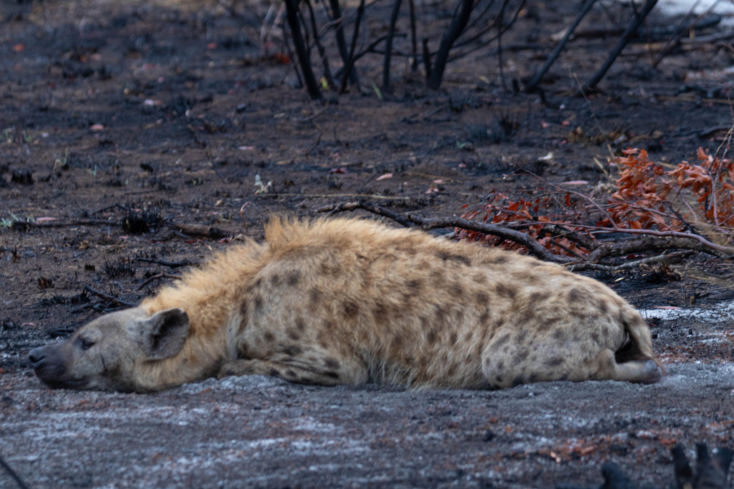 Manne Naweek-4743.jpg