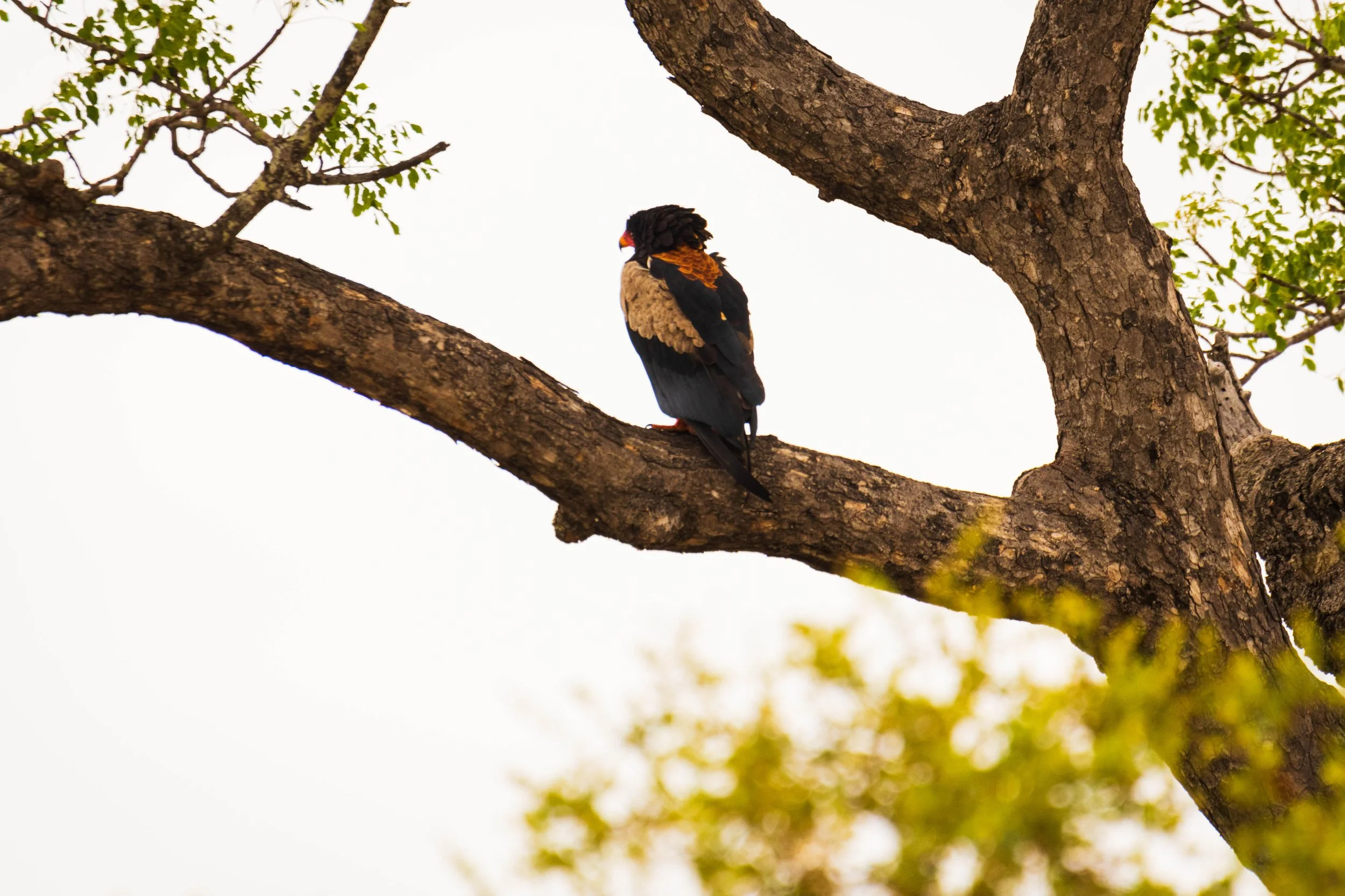 Manne Naweek-4483.jpg