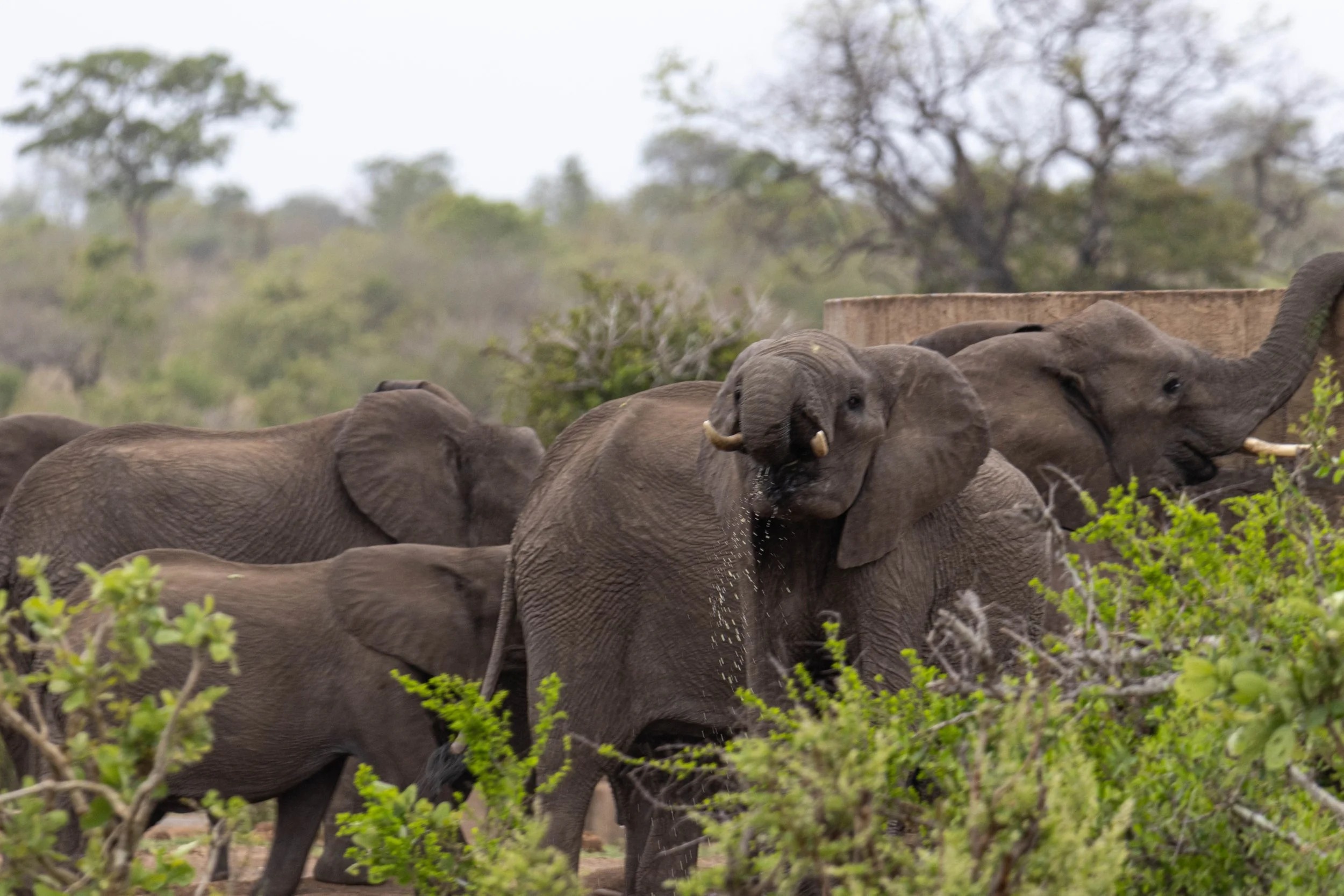 Manne Naweek-4597.jpg