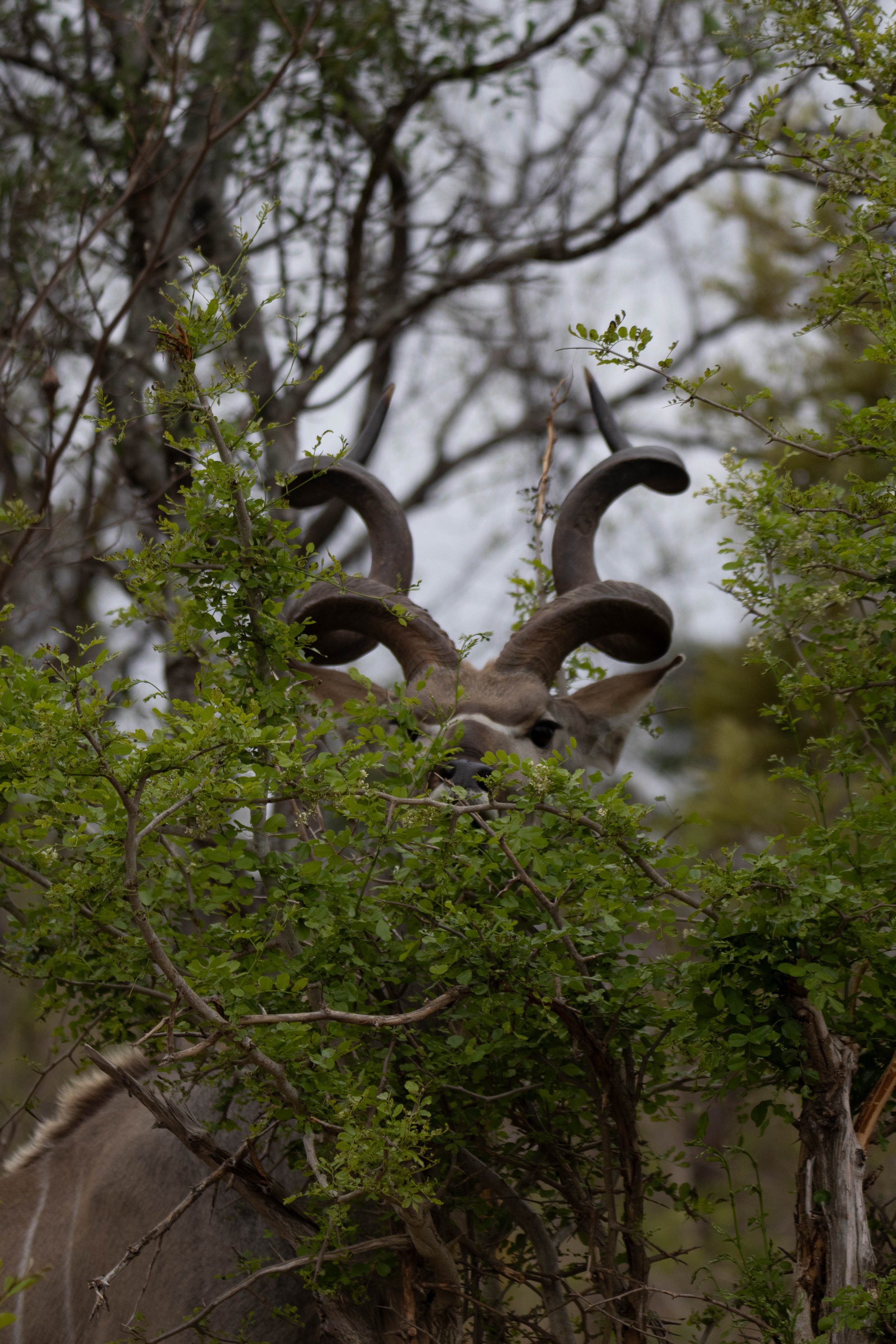 Manne Naweek-4582.jpg