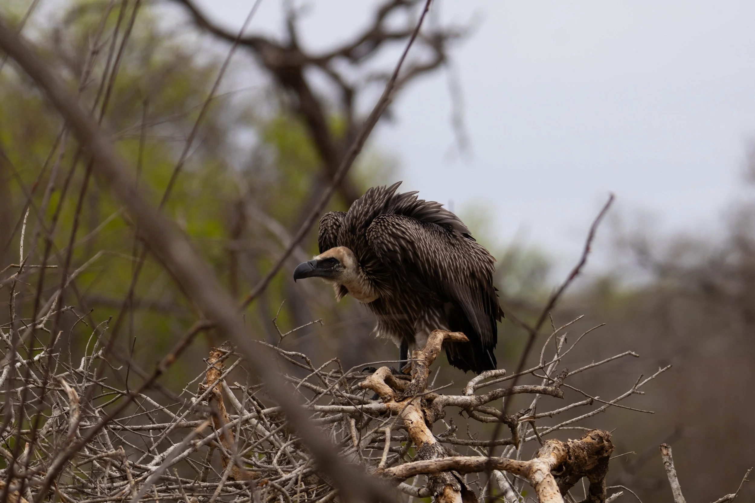 Manne Naweek-4572.jpg