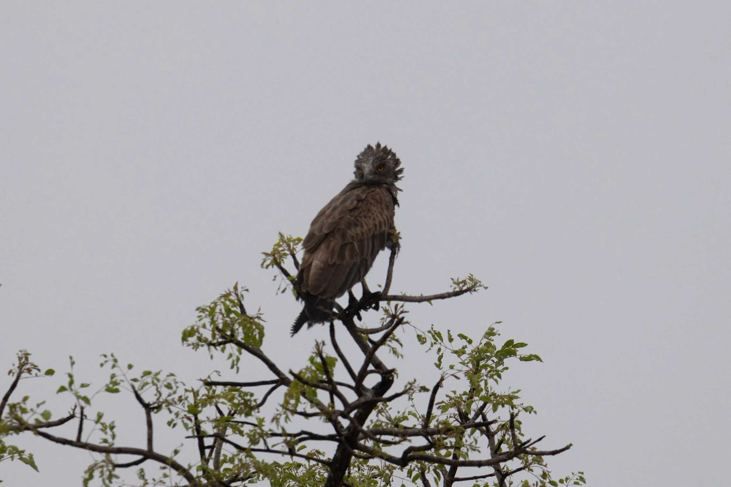 Manne Naweek-4777.jpg