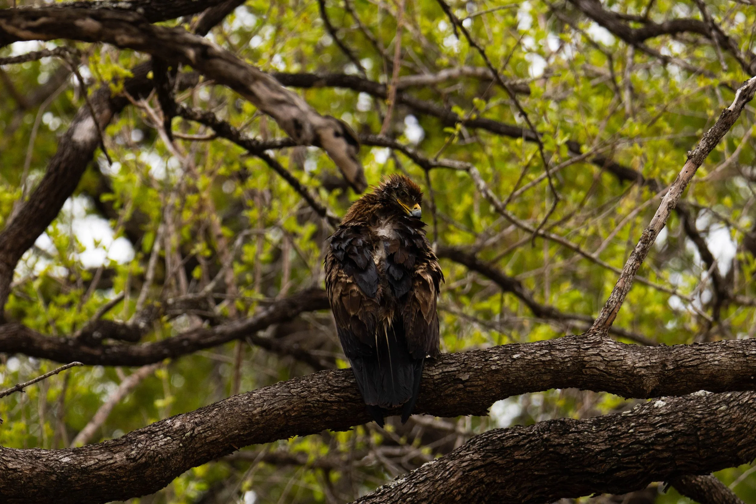 Manne Naweek-4542.jpg