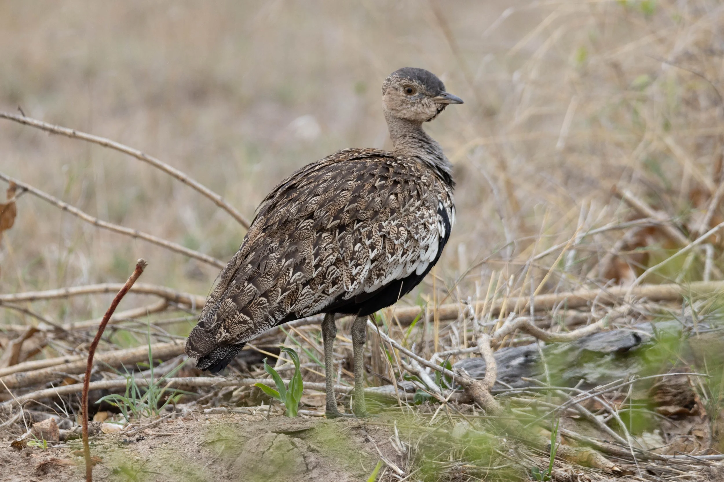 Manne Naweek-4491.jpg